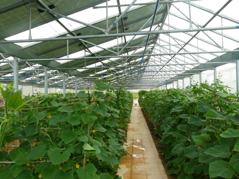 光伏農業大棚前景怎么樣,怎樣有效利用光伏農業大棚